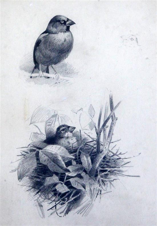 Archibald Thorburn (1860-1935 Study of Hawfinches 13 x 9in.